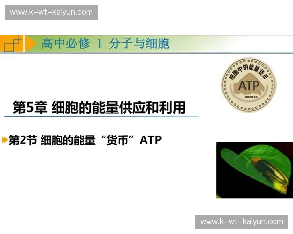 分析ATP：揭开生命能量的秘密与应用价值